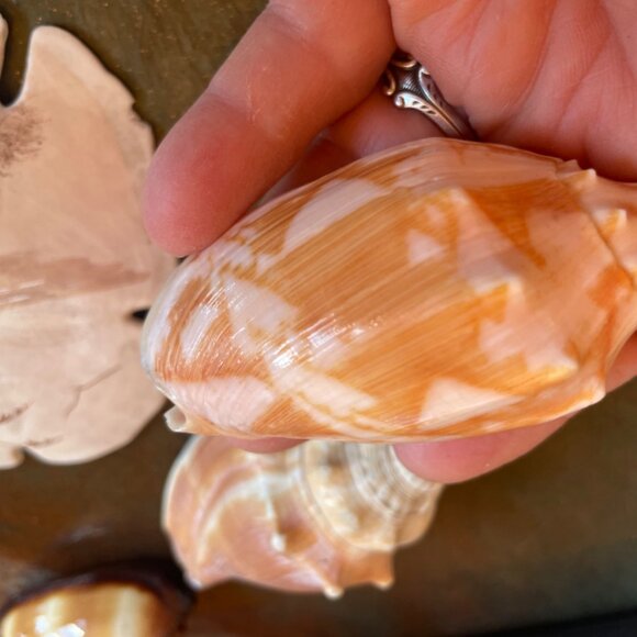 5 Different Sea Shells 1 Sand Dollar w/ Original Painting Signed by Dean Unique - Picture 13 of 13